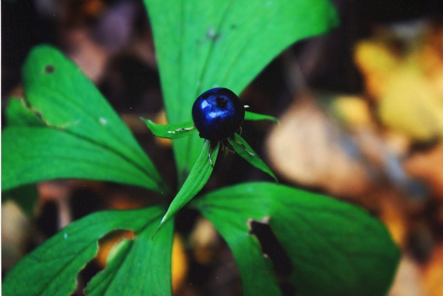 Вороний глаз ягода