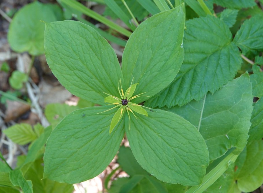 Кислица Майник седмичник Вороний глаз