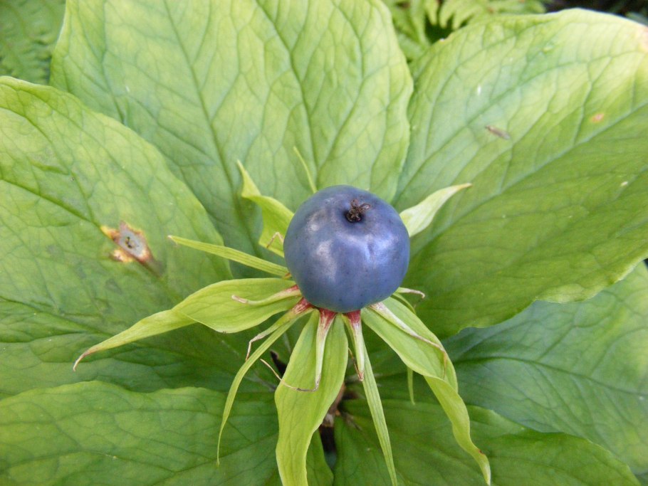 Вороний глаз ягода