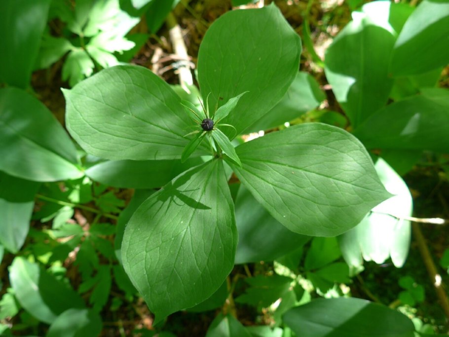 Вороний глаз четырёхлистный