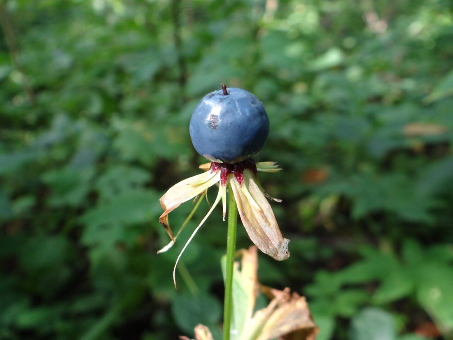 Растение Вороний глаз четырёхлистный