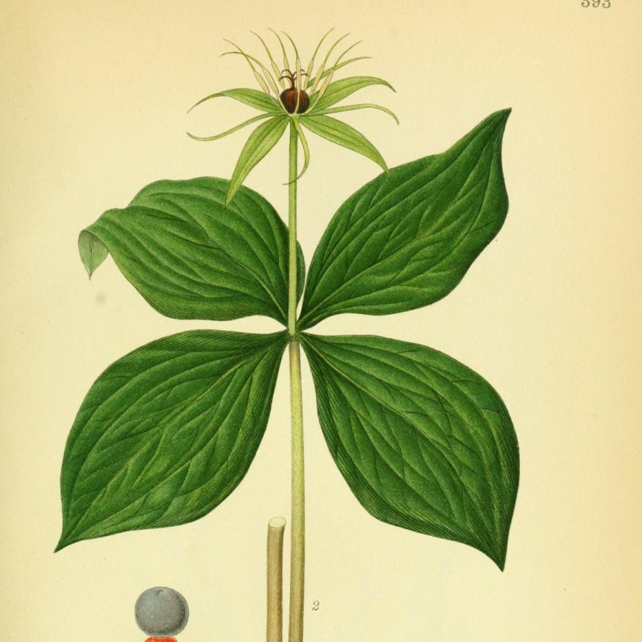 Ядовитые растения и ягоды