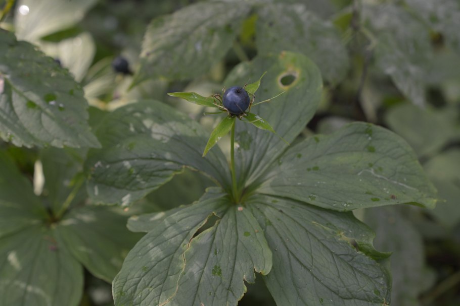 Ягода вороний глаз
