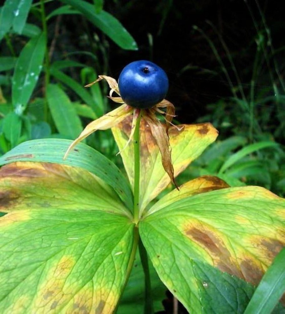 Вороний глаз четырёхлистный (лат. Pāris quadrifōlia)