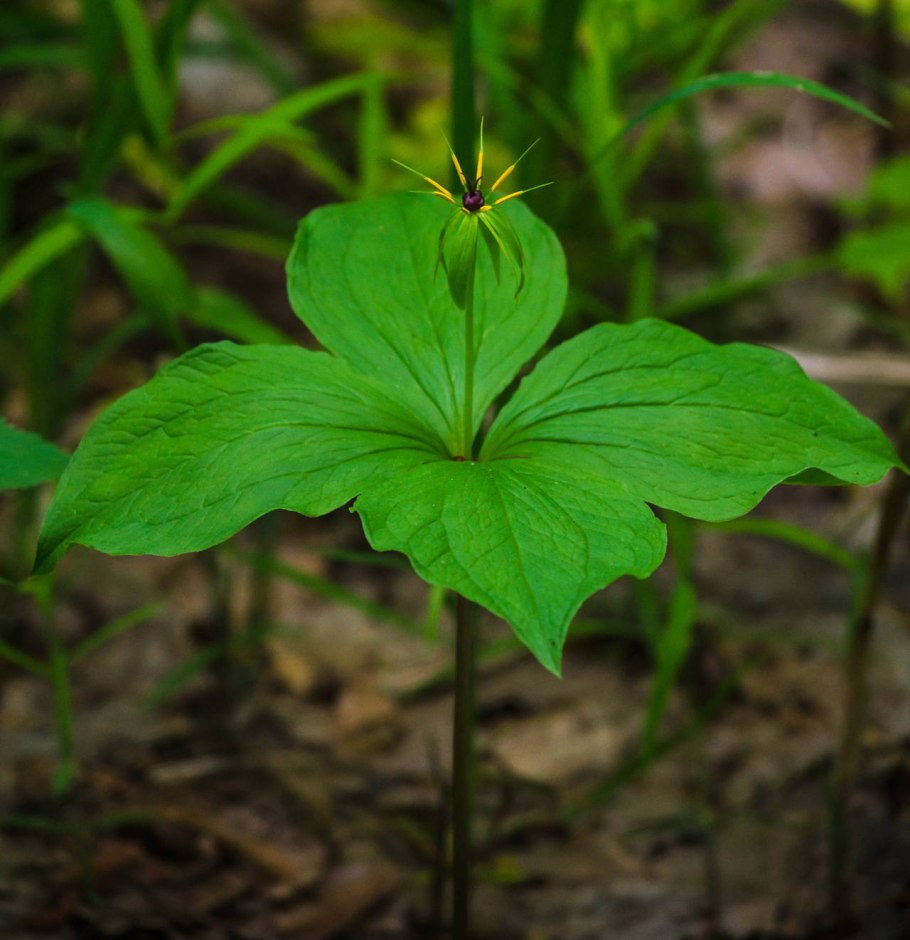 Парис (Paris) сем. Триллиумовые растение цветок