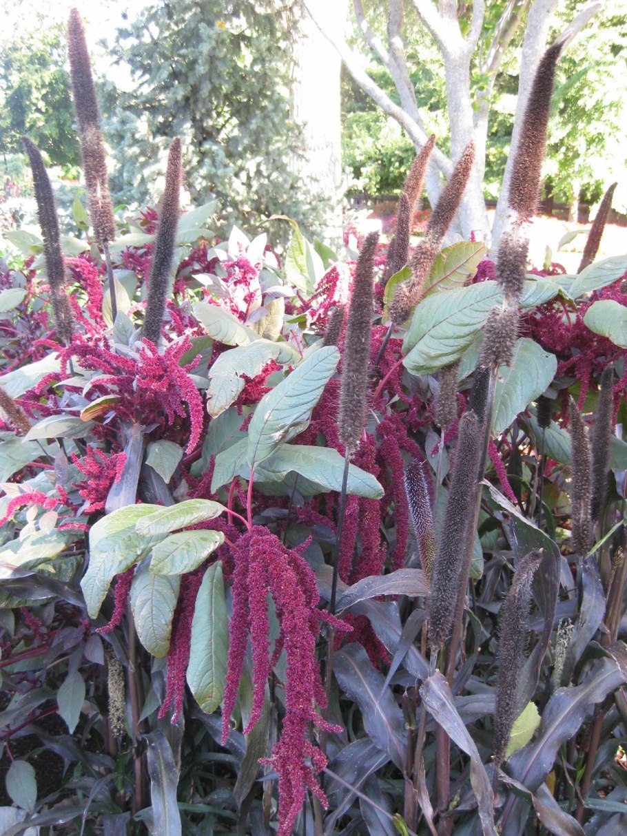 Amaranthus paniculatus Амарант метельчатый