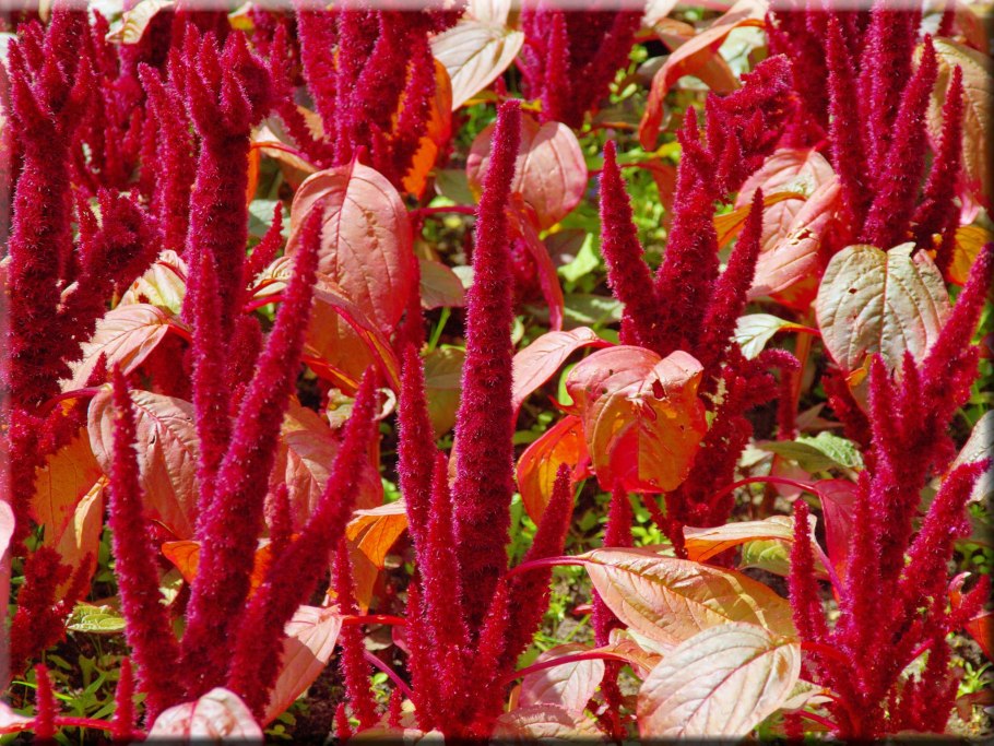 Амарант двуцветный (Amaranthus bicolor) "molten Fire"