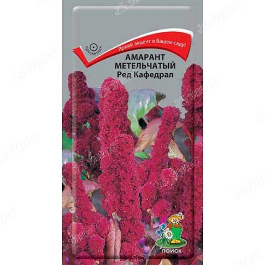 Амарант метельчатый ред Кафедрал семена