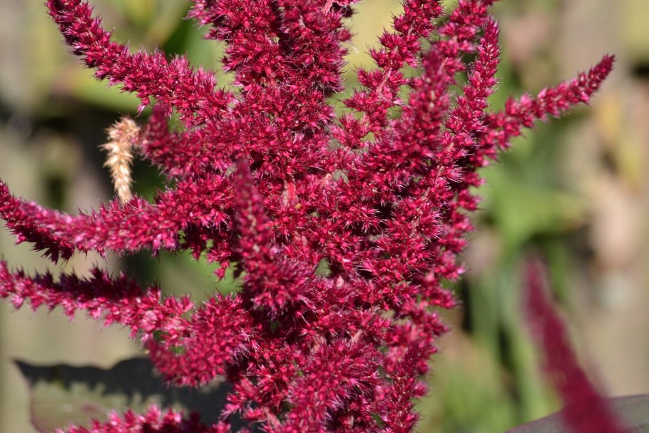 Amaranthus cruentus Амарант