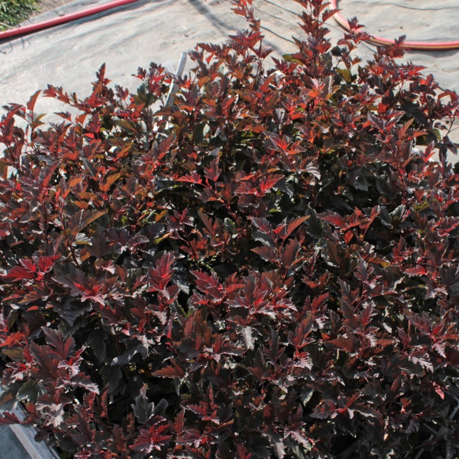 Пузыреплодник Red Baron