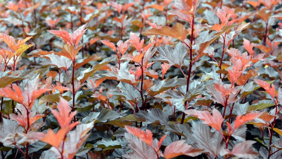 Пузыреплодник калинолистный ред Барон (Physocarpus opulifolius Red Baron)
