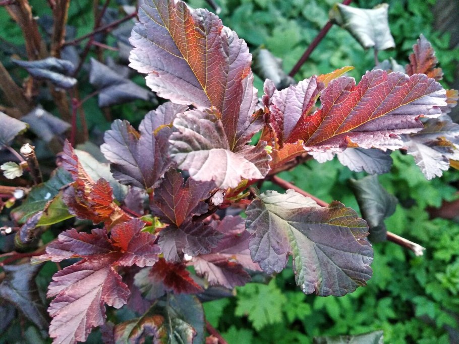 Пузыреплодник Рэд Барон