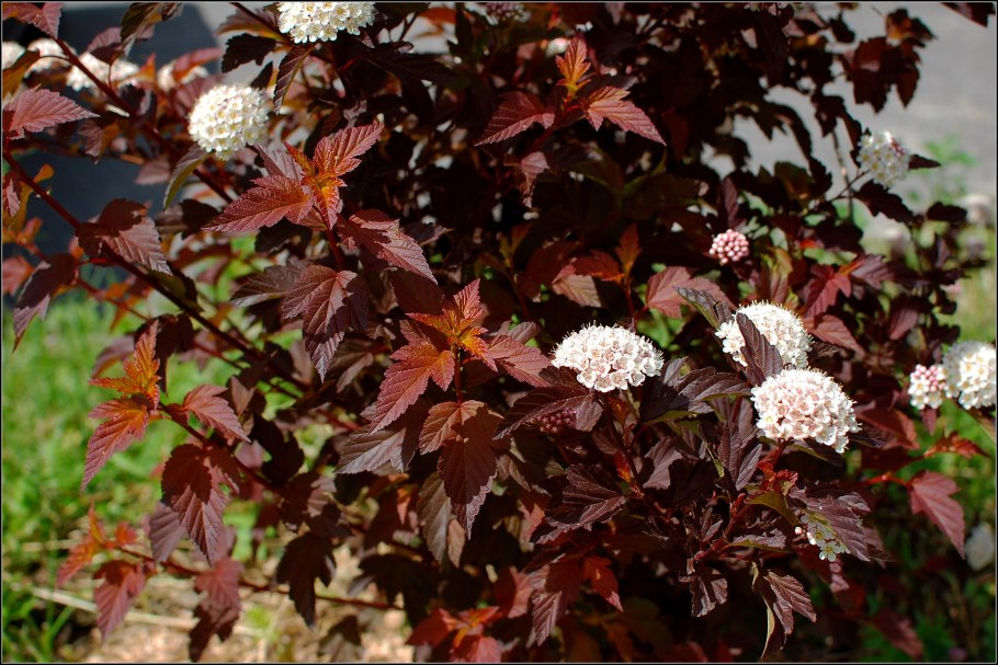 Пузыреплодник калинолистный ред Барон