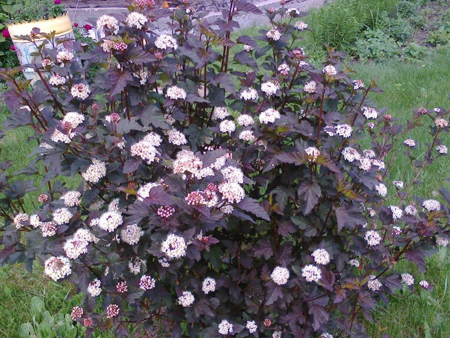 Пузыреплодник Рэд Барон