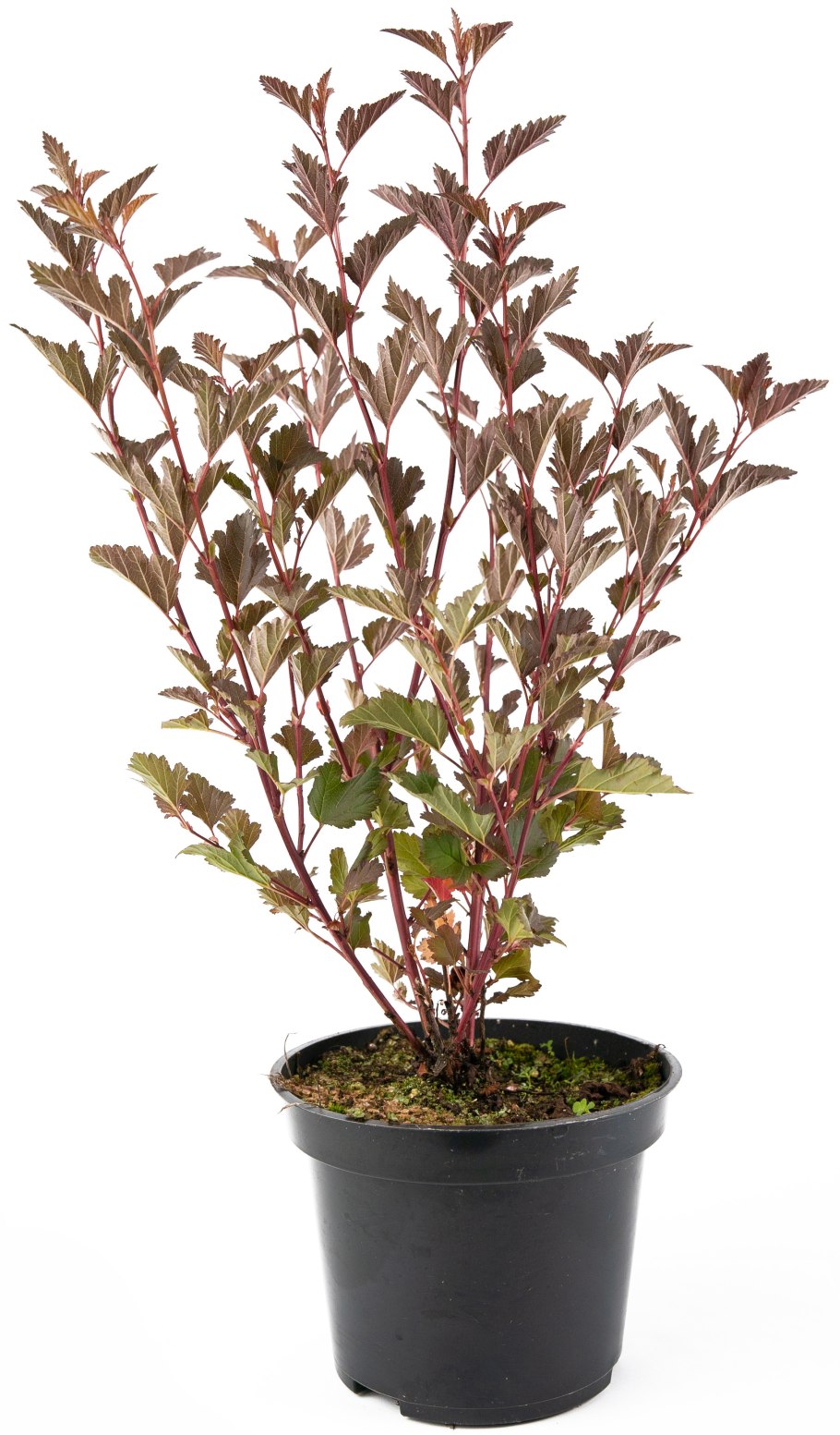 Physocarpus opulifolius purpureus