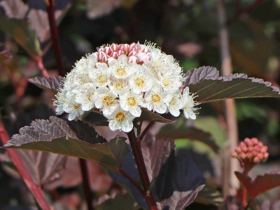 Пузыреплодник калинолистный ред Барон