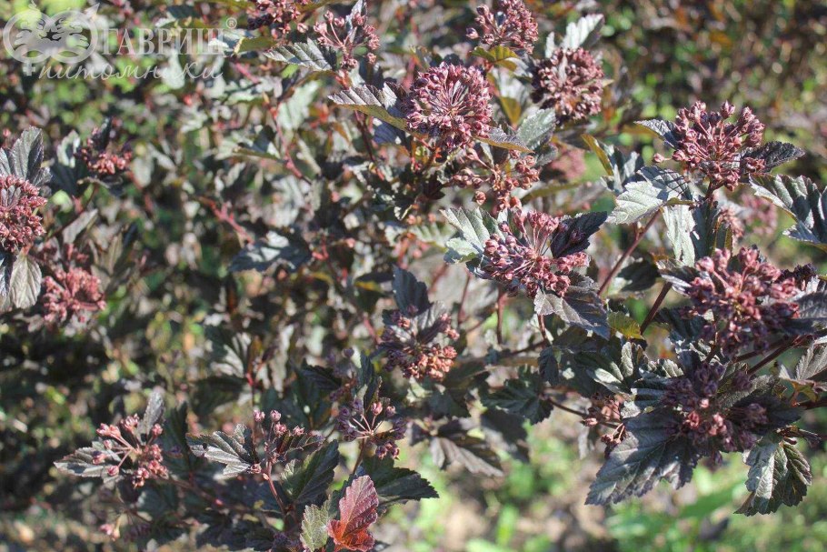 Пузыреплодник калинолистный Миднайт