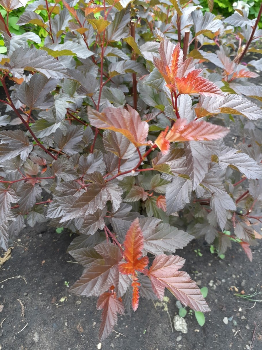 Пузыреплодник Дьяболо