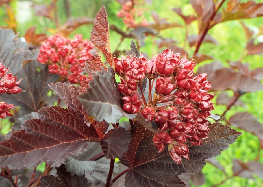 Пузыреплодник коробочки