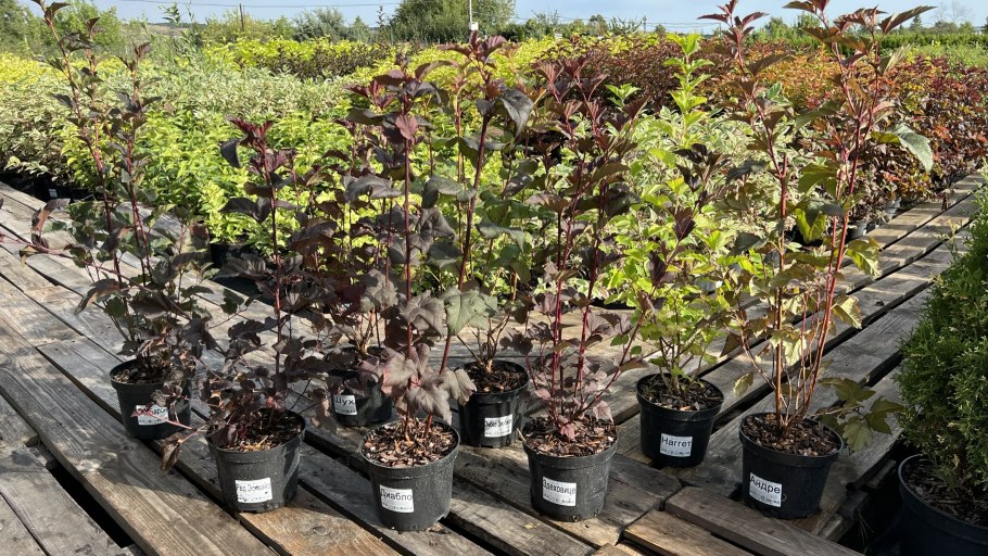 Пузыреплодник калинолистный zdechovice (здеховице)