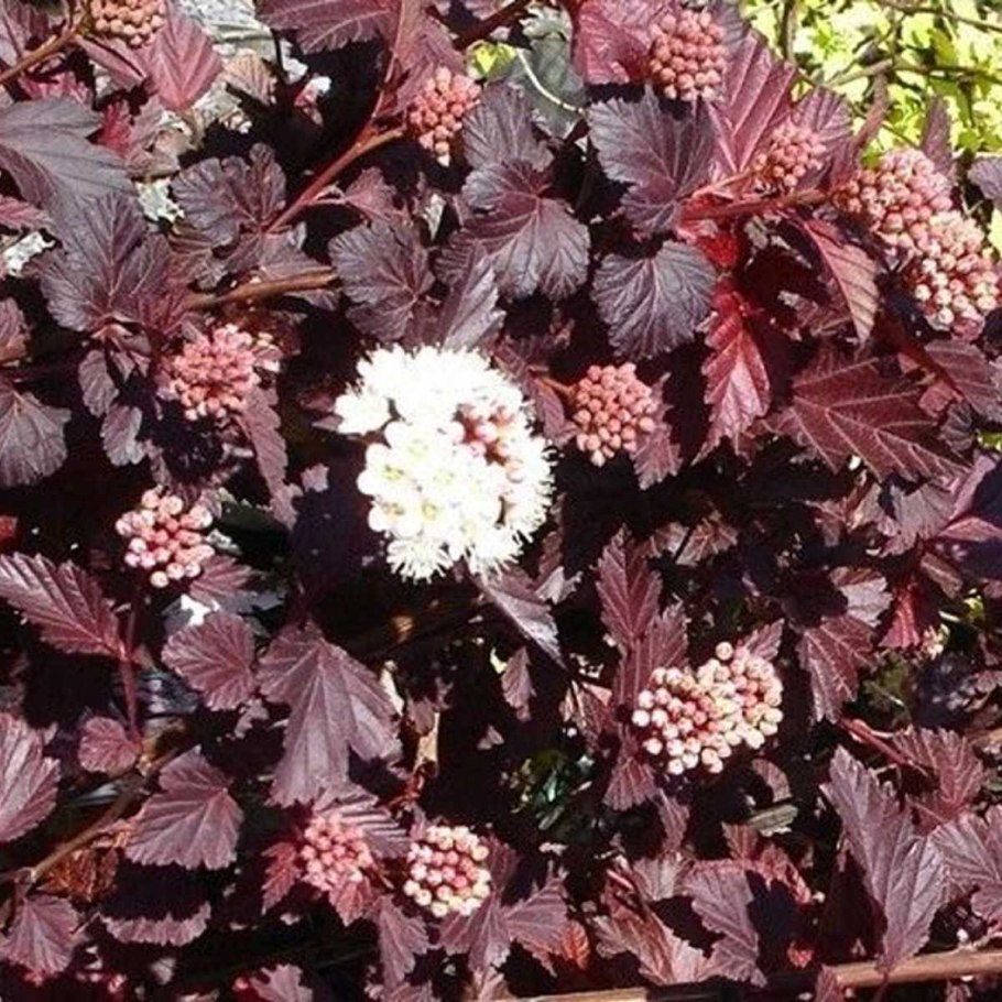 Пузыреплодник леди ин ред