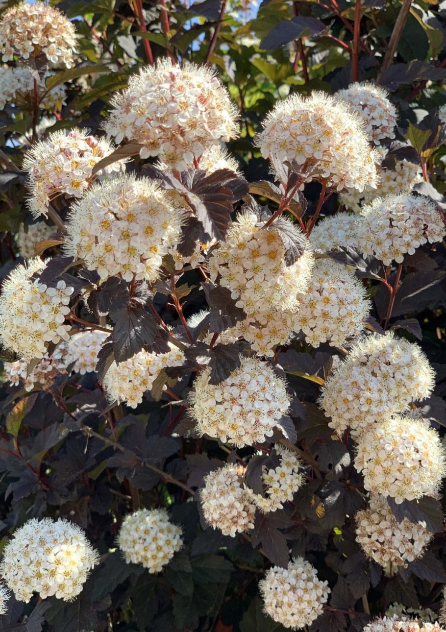 Пузыреплодник калинолистный Red Baron