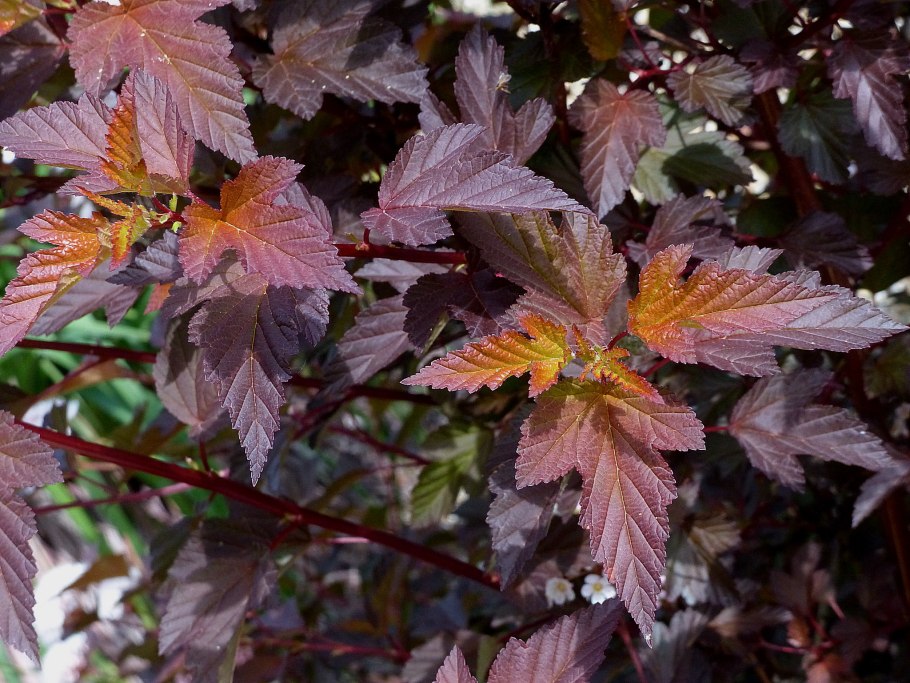 Пузыреплодник калинолистный леди ин ред