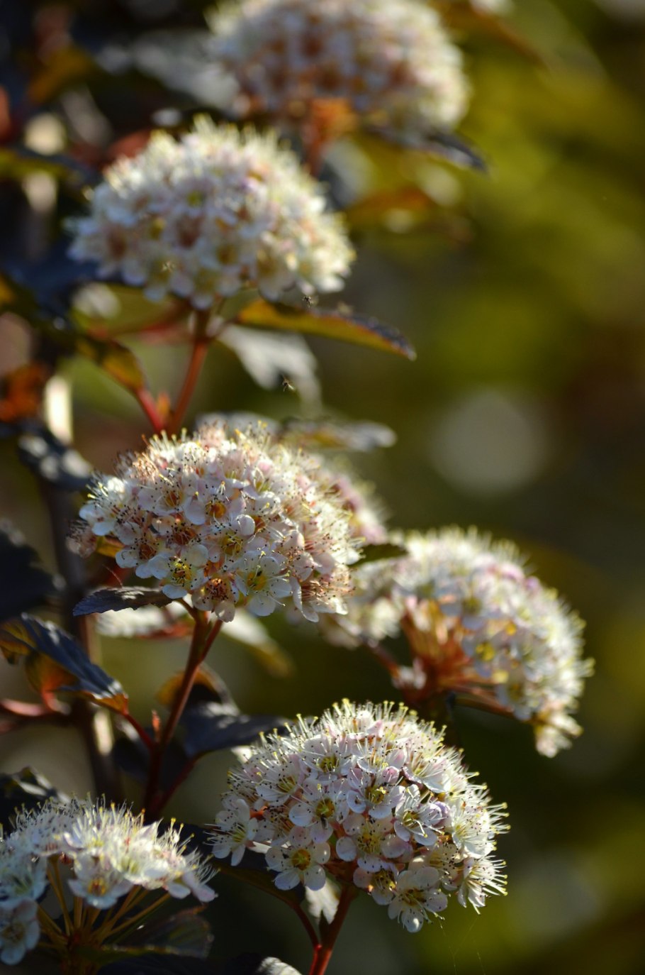 Пузыреплодник ред барон