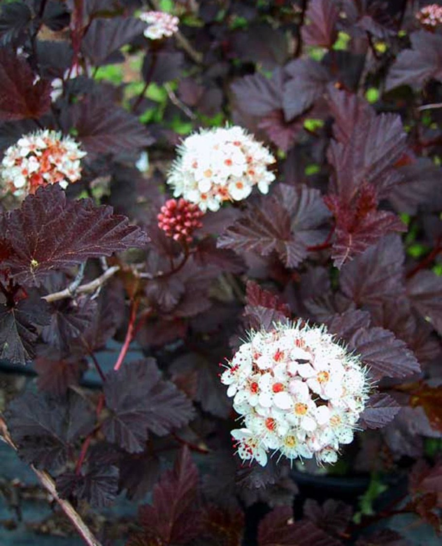 Пузыреплодник калинолистный Дьяболо