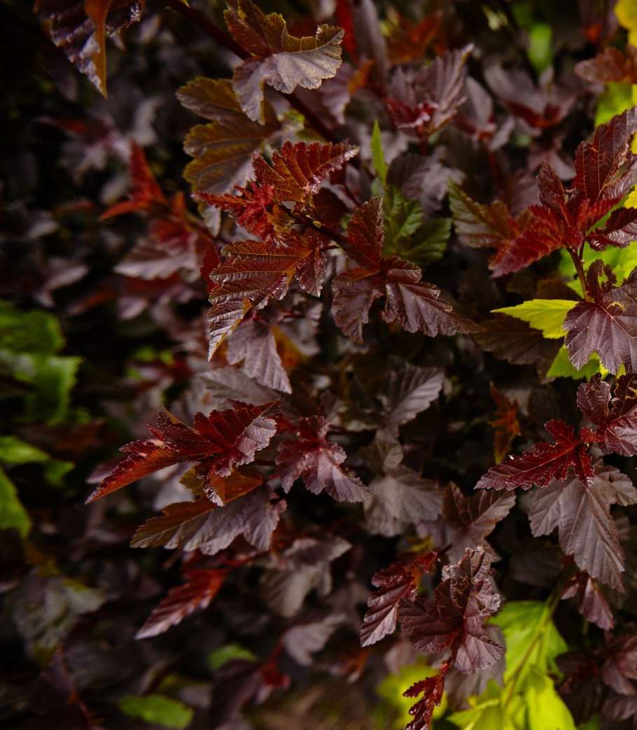Пузыреплодник калинолистный миднайт