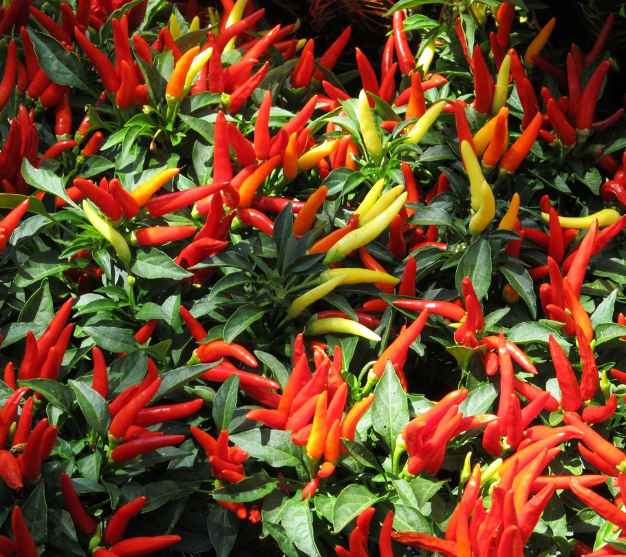 Перец медуза Горгона