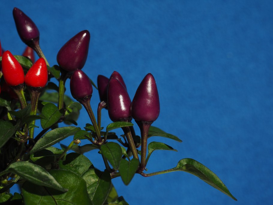 Capsicum (капсикум аннуум) перец однолетний