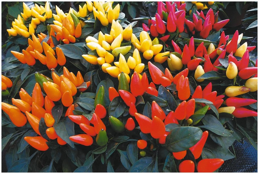 Перец Горький капсикум