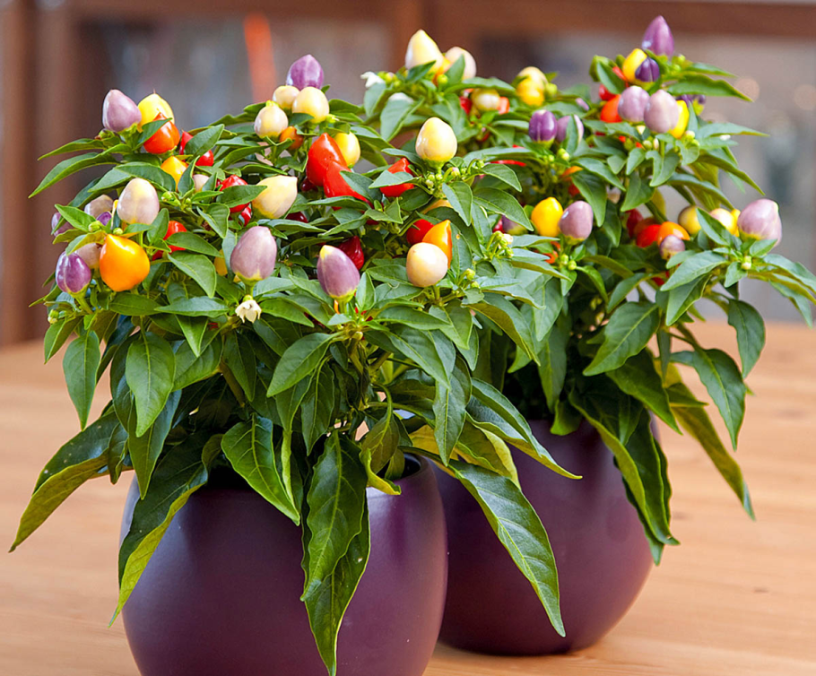 Декоративный перец капсикум