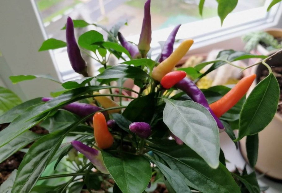 Перец декоративный комнатный Сириус