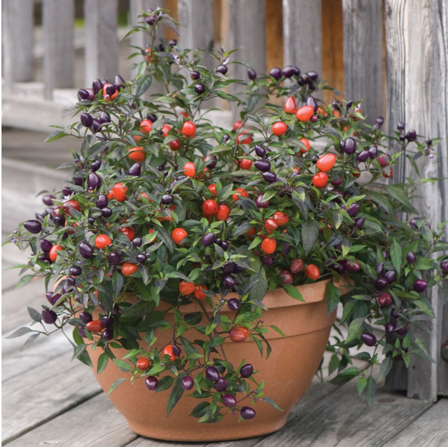 Перец кустарниковый Феникс