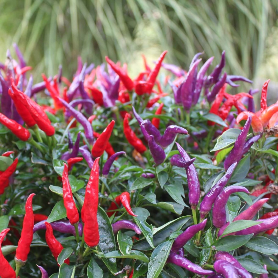 Перец кустарниковый огонек