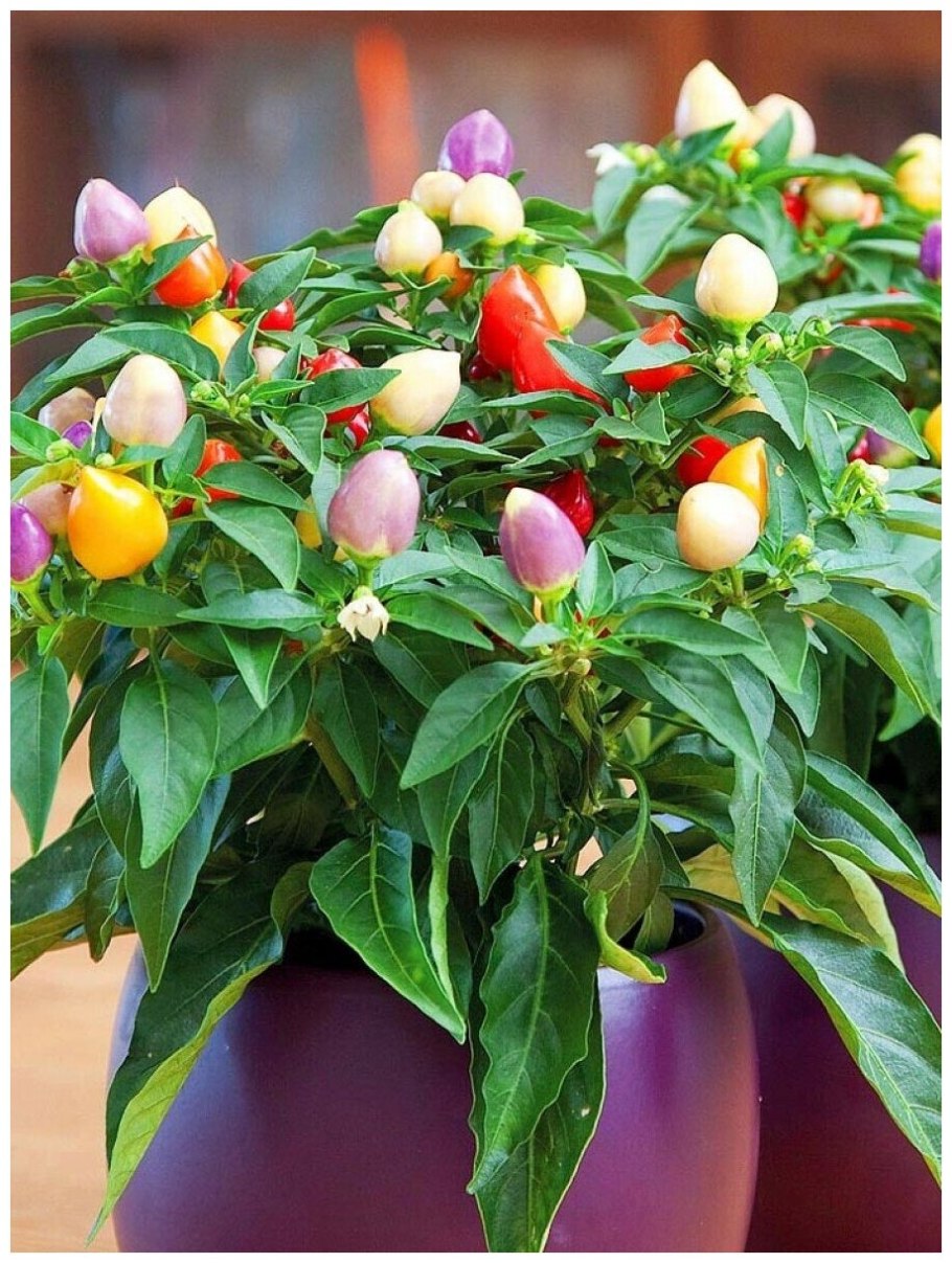 Перец Арлекин декоративный