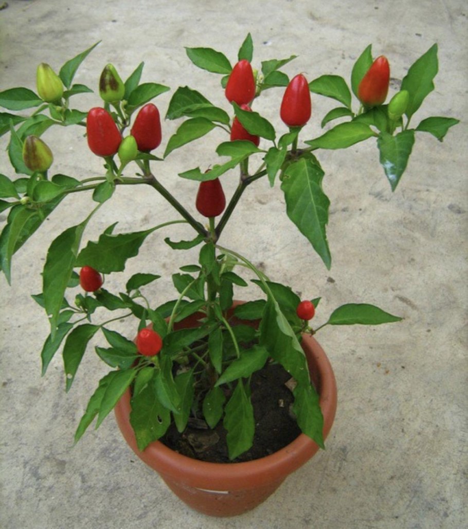 Перец беладонна f1