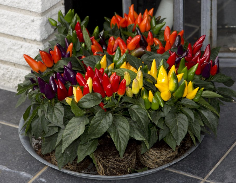 Перец Горький декоративный сорта