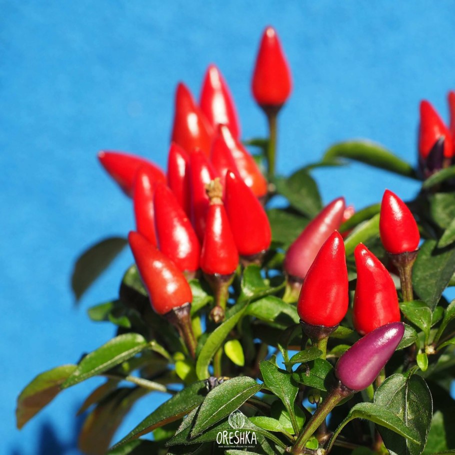 Декоративный перец капсикум