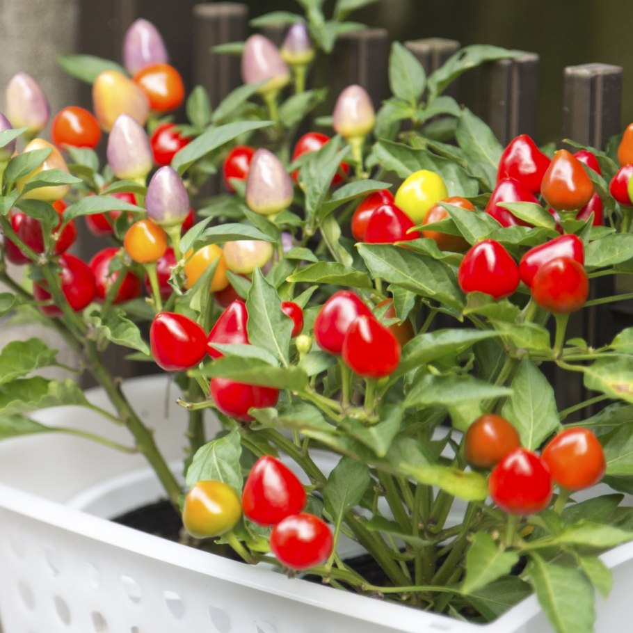 Перец сорт Capsicum frutescens