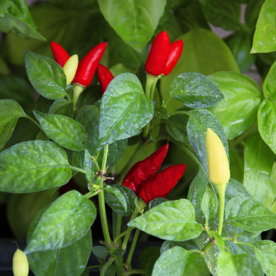 Перец острый Ивонна