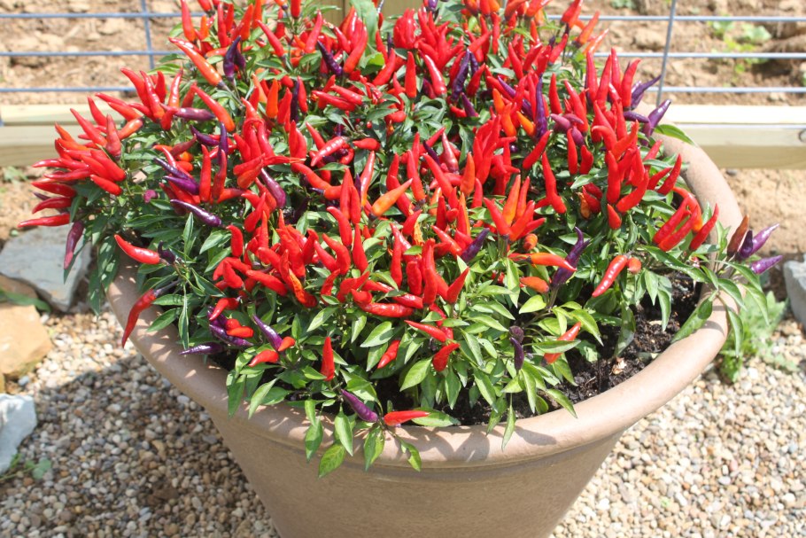 Перец Capsicum annuum