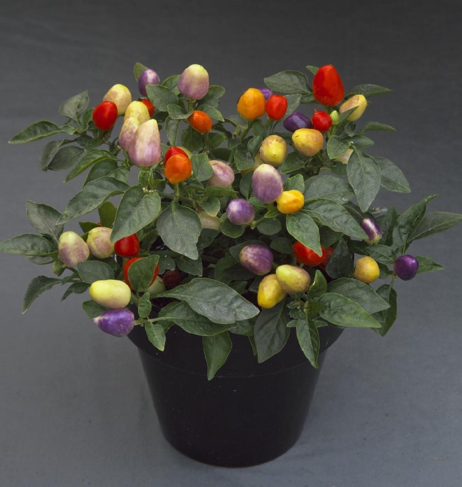 Перец Блэк Перл