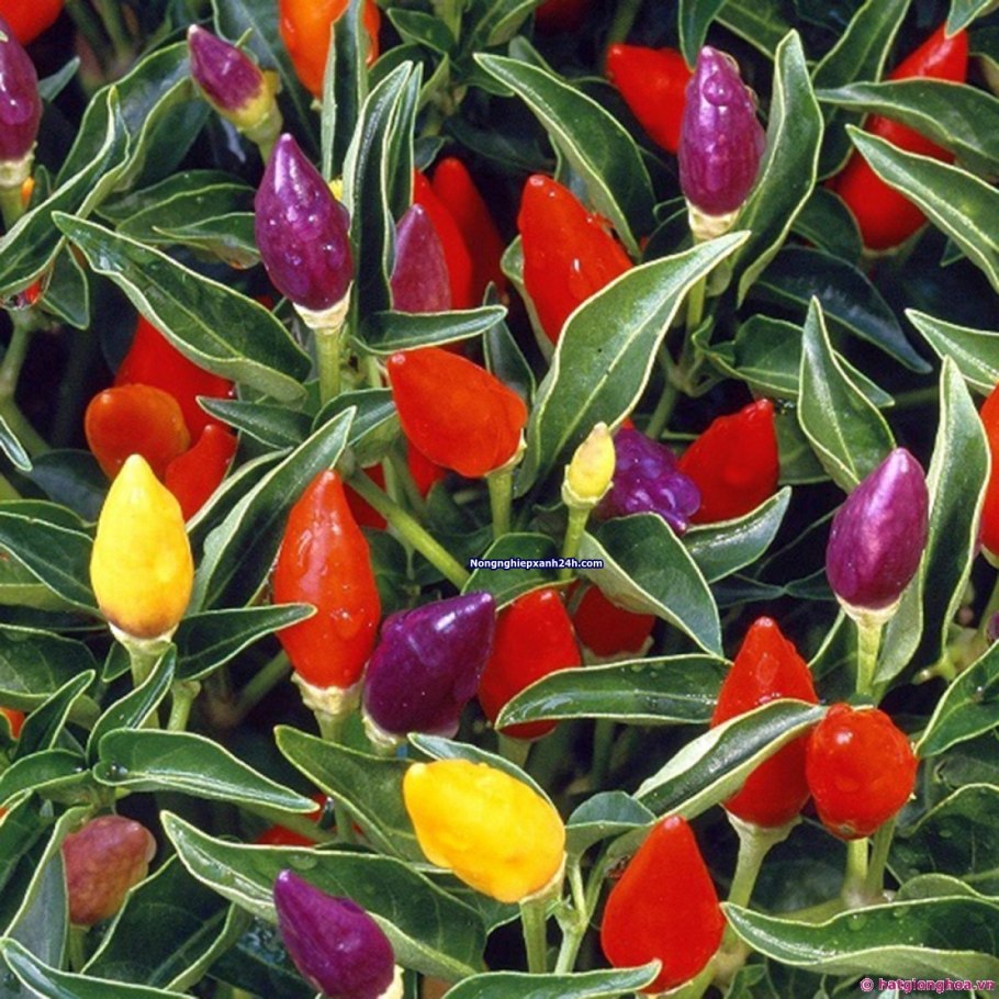 Перец Претти Пурпл