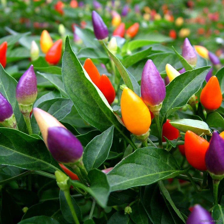 Перец острый конфетти кустарниковый