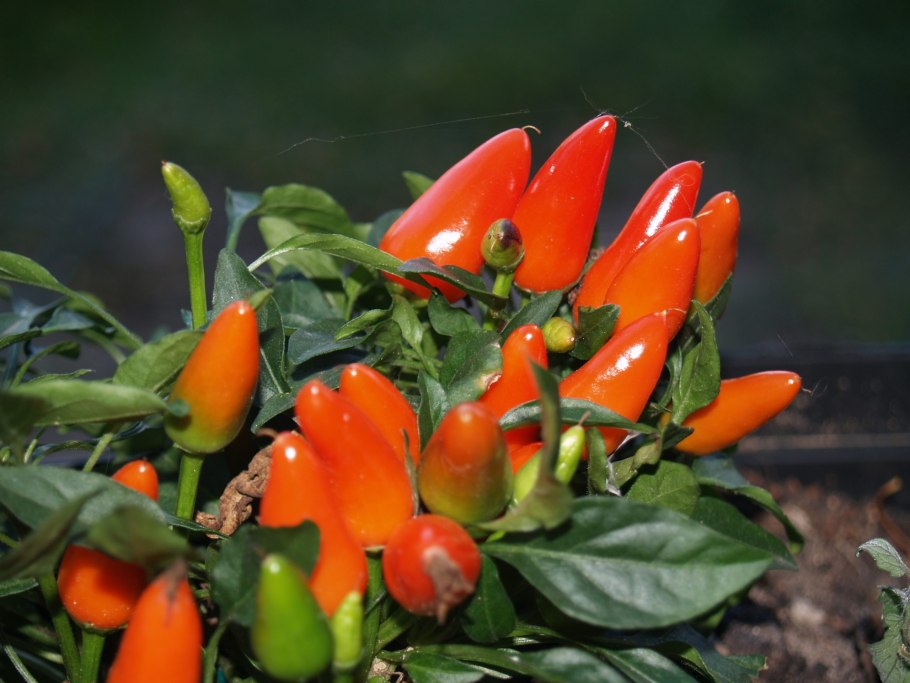 Перец декоративный Филиус Блю