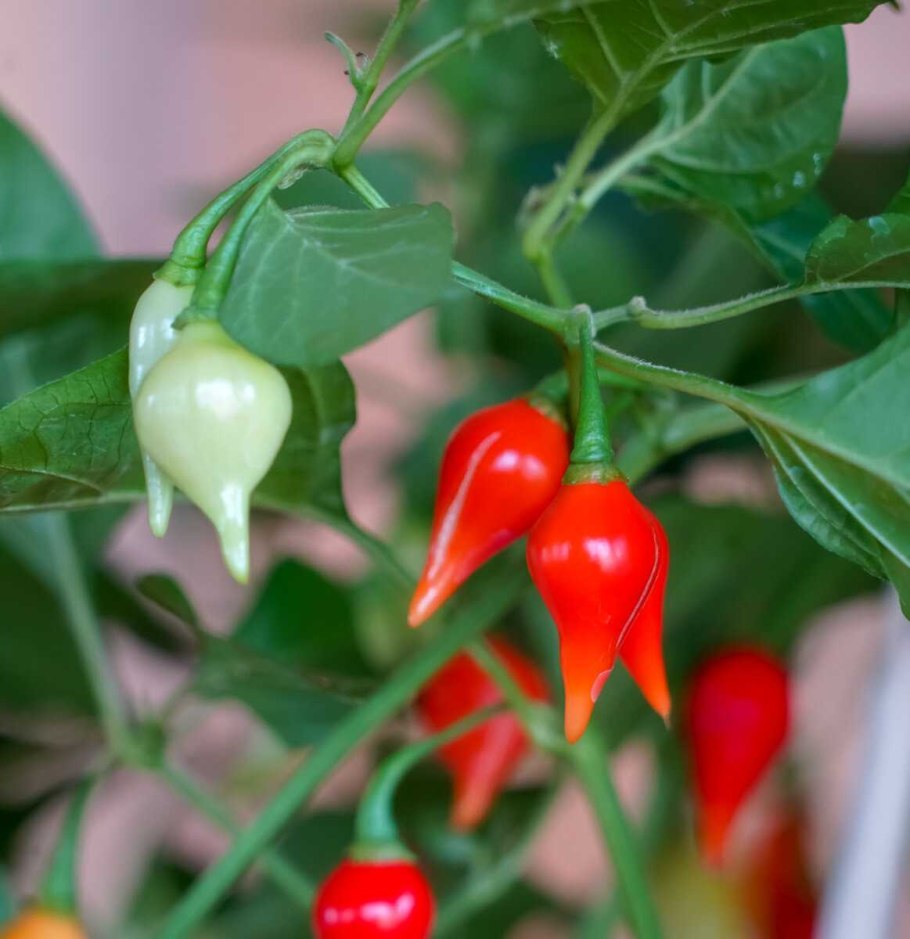 Перец острый гроздевой вьетнамский