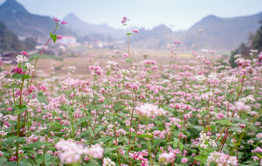 Гречка медонос поле